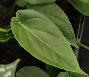 Pinellia cordata green leaf form 9cm