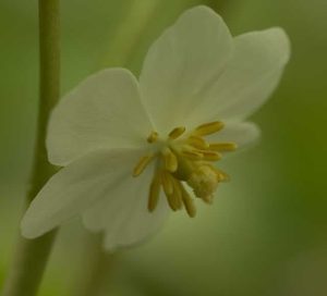 Podophyllum peltatum  2lt