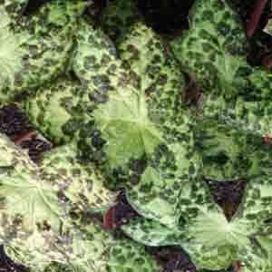 Podophyllum 'Spotty Dotty'