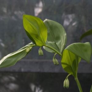 Polygonatum hirtum