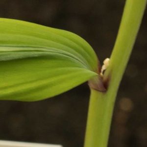 Polygonatum oderatum Saren Koryu 1lt