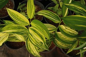 Polygonatum oderatum taiga 2lt