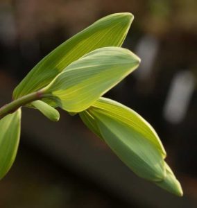 Polygonatum oderatum variegata 2/3lt