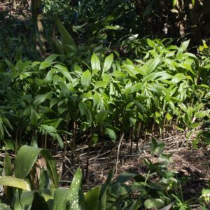 Polygonatum orientale