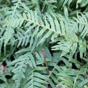 Polypodium vulgare 1lt