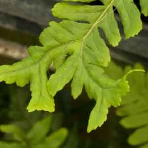 Polypodium vulgare 'Bifido Multifidum' 1lt
