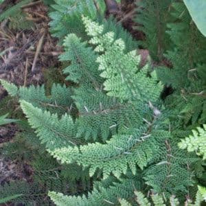 Polystichum setiferum congestum group 1lt