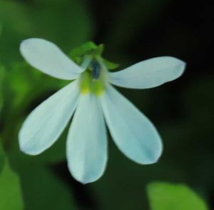 Pratia angolata Treadwellii 2lt