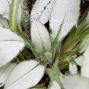 Pulmonaria 'Majestee'