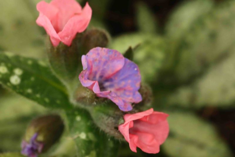 Pulmonaria Pretty in Pink 1.5lt