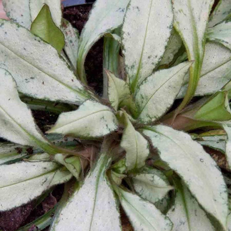 Pulmonaria 'Silver Bouquet'