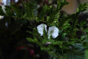 Pulmonaria Sissinghurst white 1.5lt