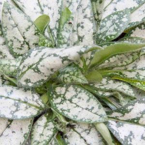 Pulmonaria 'Trevi Fountain' 1.5lt