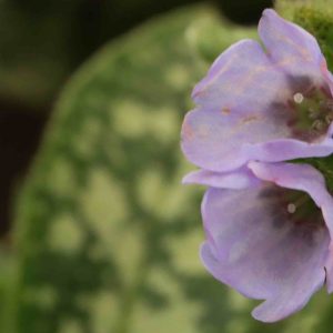 Pulmonaria Twinkletoes 1.5lt