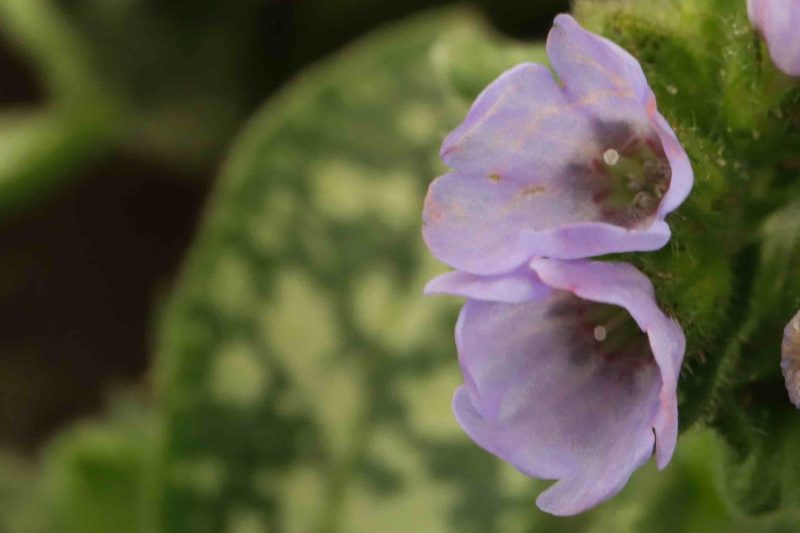 Pulmonaria Twinkletoes 1.5lt