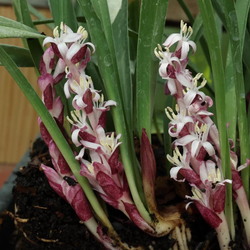 Reinekia yunnanensis