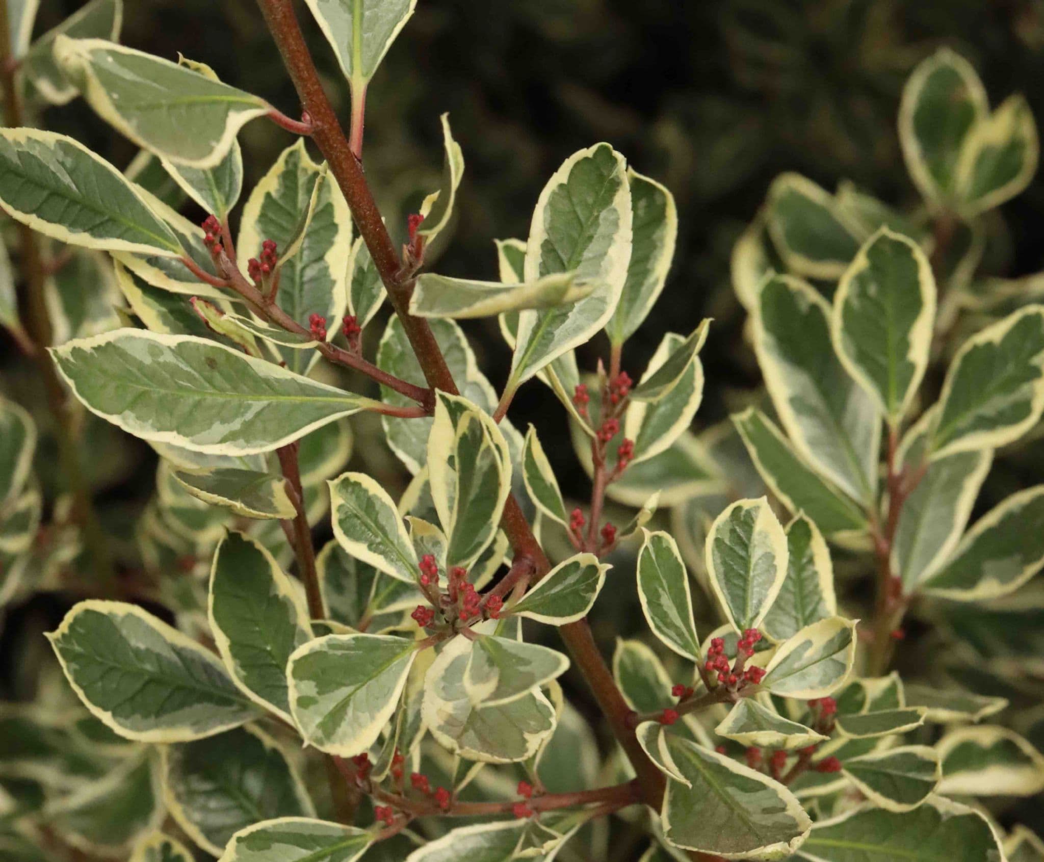 Rhamnus alaternus Argenteovariegata 3lt - Image 2