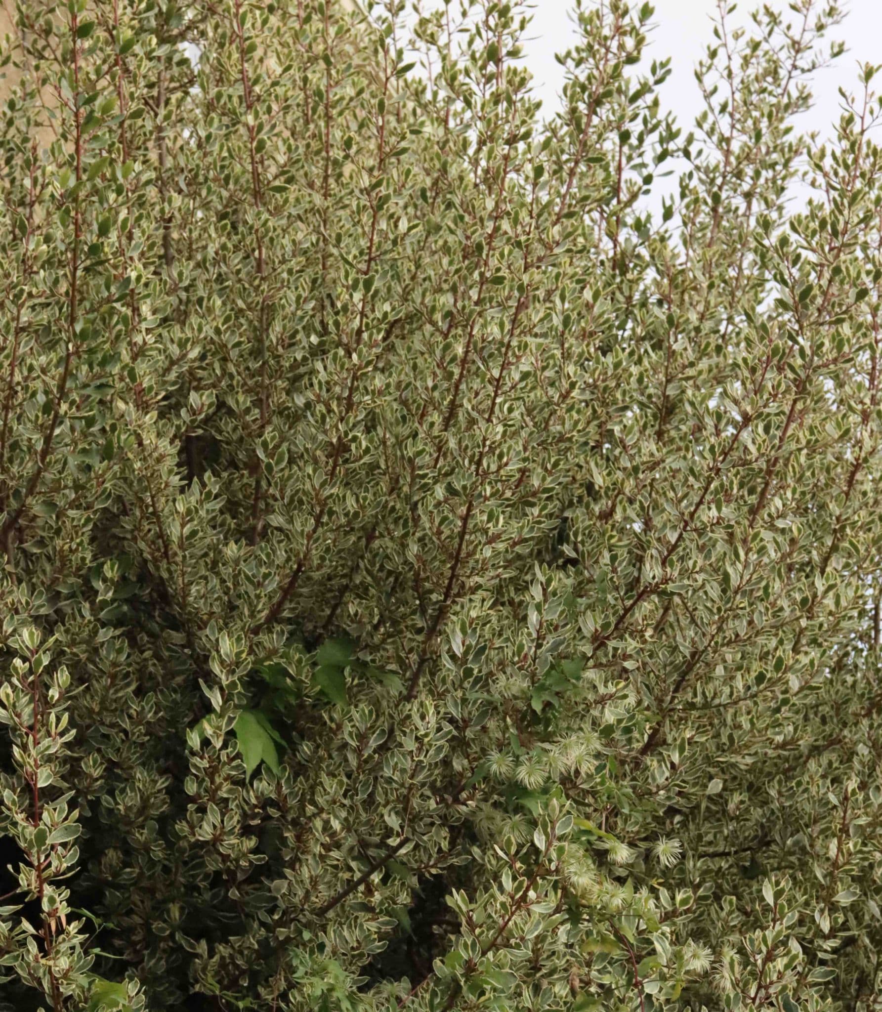 Rhamnus alaternus Argenteovariegata 3lt