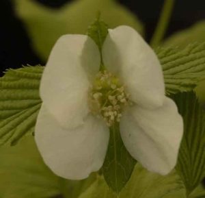 Rhodotypos scandens 5lt