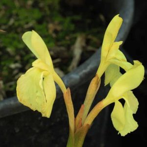Roscoea cauteloides Kew Beauty 3lt