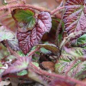 Rubus tricolor
