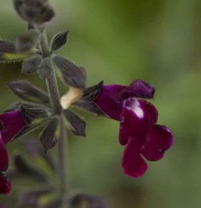 Salvia Amethyst Lips 1.5lt