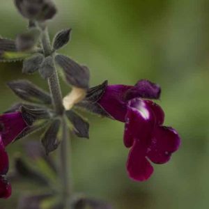 Salvia Amethyst Lips 1.5lt