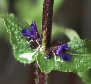 Salvia nemerosa Caradonna 1.5lt