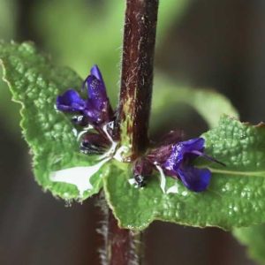 Salvia nemerosa Caradonna 1.5lt