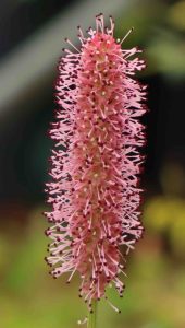 Sanguisorba officinalis Blackthorn 1lt-1.5lt