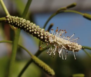 Sanguisorba tenufolia Korean Snow 1-2lt