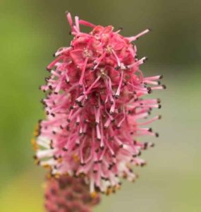 Sanguisorba tenufolia Pink Elephant 1.5-2lt