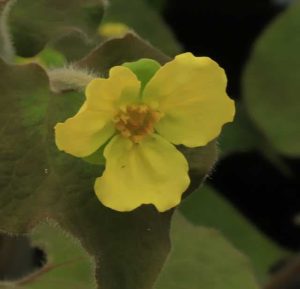 Saruma henryi 3lt
