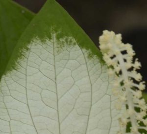 Sarurus chinensis 2lt