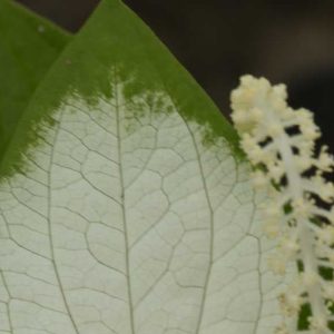 Sarurus chinensis 2lt