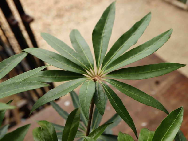 Schefflera taiwaniana 2lt - Image 2