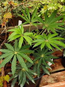 Schefflera taiwaniana 2lt