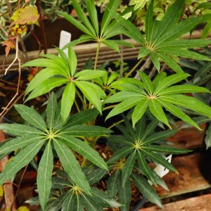 Schefflera taiwaniana 2lt