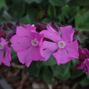 Silene rolies f