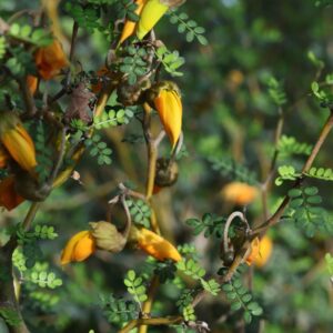 Sophora prostrata