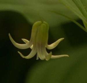 Streptopus amplexicaulis 2lt