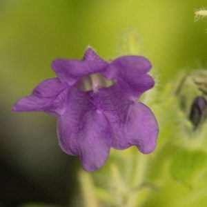 Strobilanthes attenuata Blue Carpet 3lt