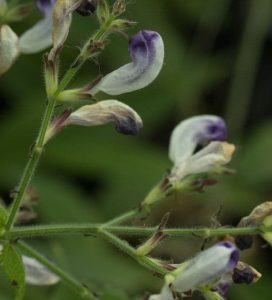 Strobilanthes attenuata Edward Lathams Form 3lt