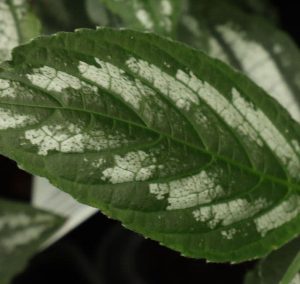 Strobilanthes lactea 1lt