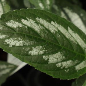 Strobilanthes lactea 1lt