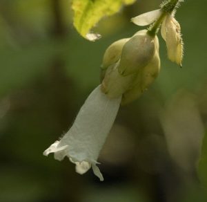 Strobilanthes nutans 3lt