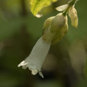 Strobilanthes nutans 3lt