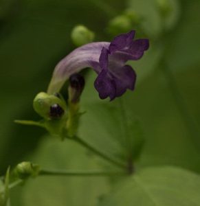 Strobilanthes walichii 2lt