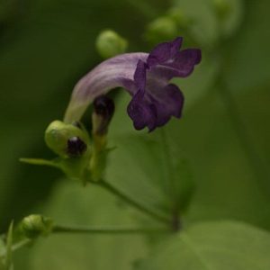 Strobilanthes walichii 1lt