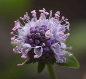 Succisella inflexa 3lt